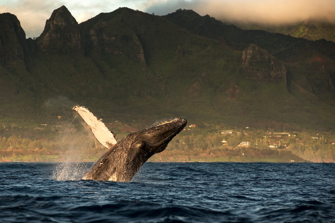 Humpback whale breaching the ocean surface