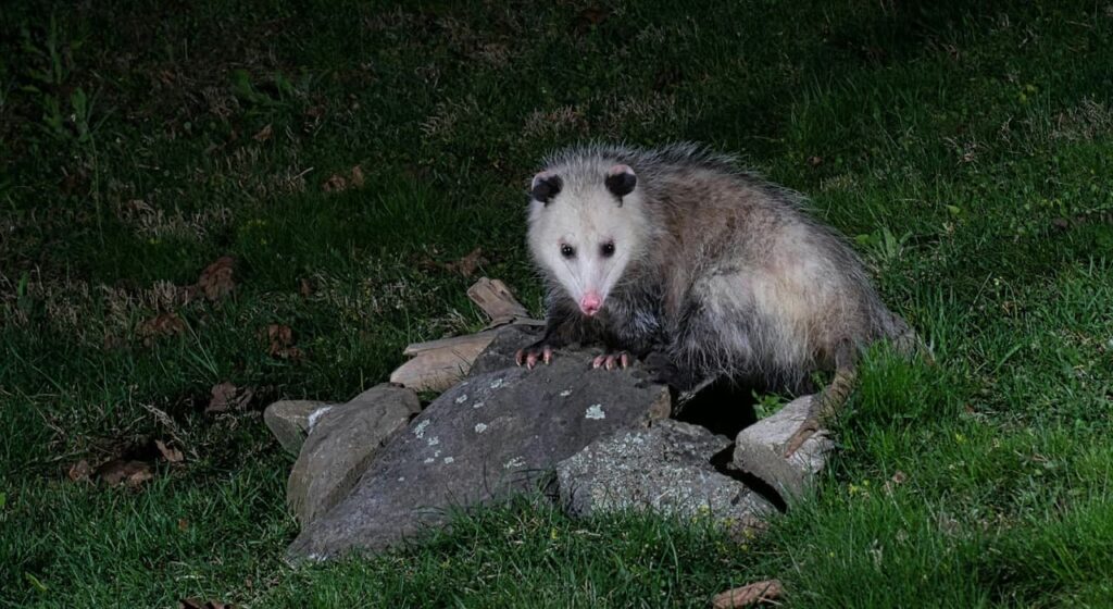 Opossum