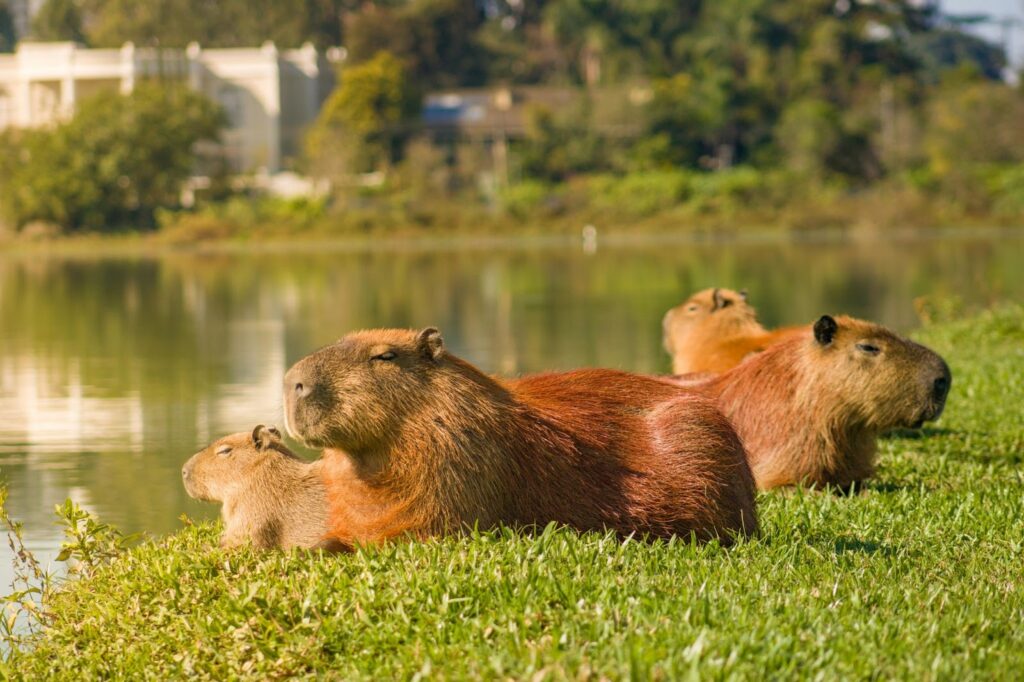 A group of capybaras relaxing near a riverbank in their natural habitat