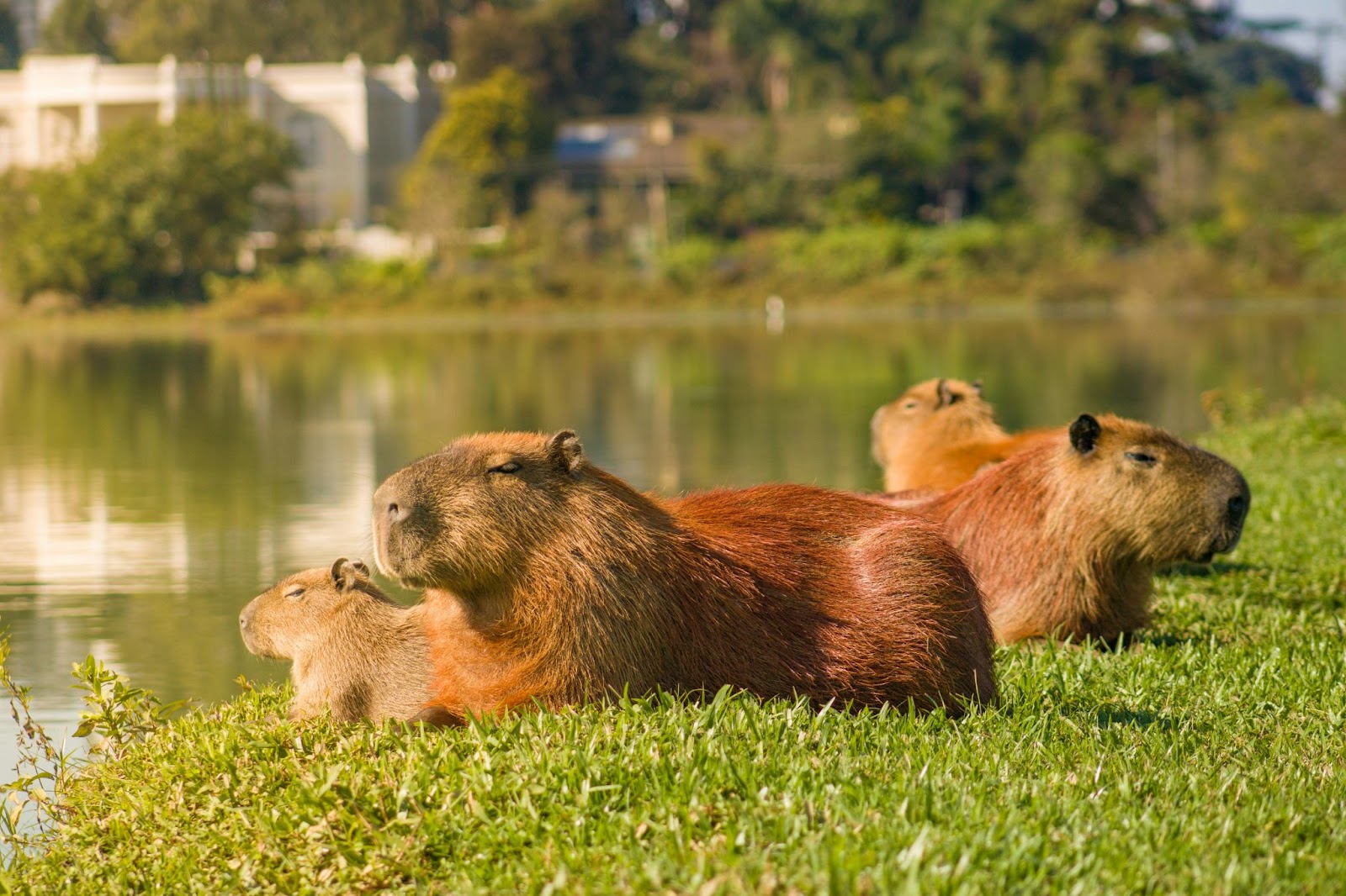 What Environment Do Capybaras Live In Discover Their Habitat What Environment Do Capybaras Live In Discover Their Habitat