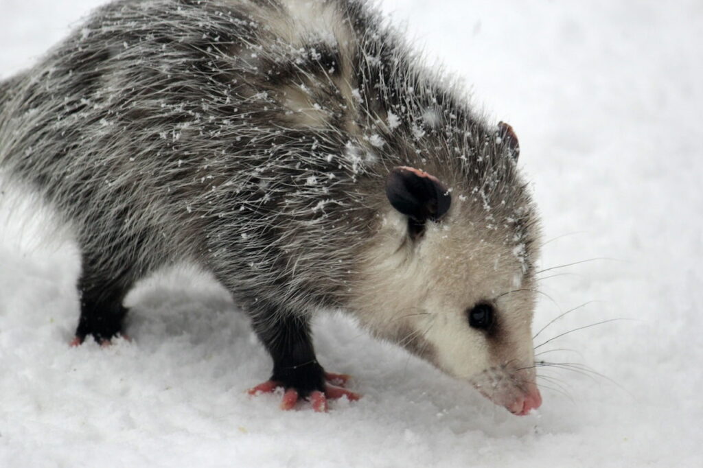 Opossum in the snow