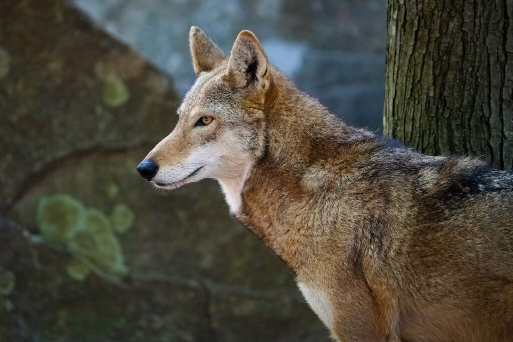 Red Wolf in the Woods