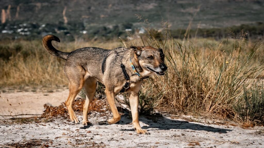 A tan and black dog wearing a harness walks alertly through a grassy, open landscape, representing conservation detection dogs at work.