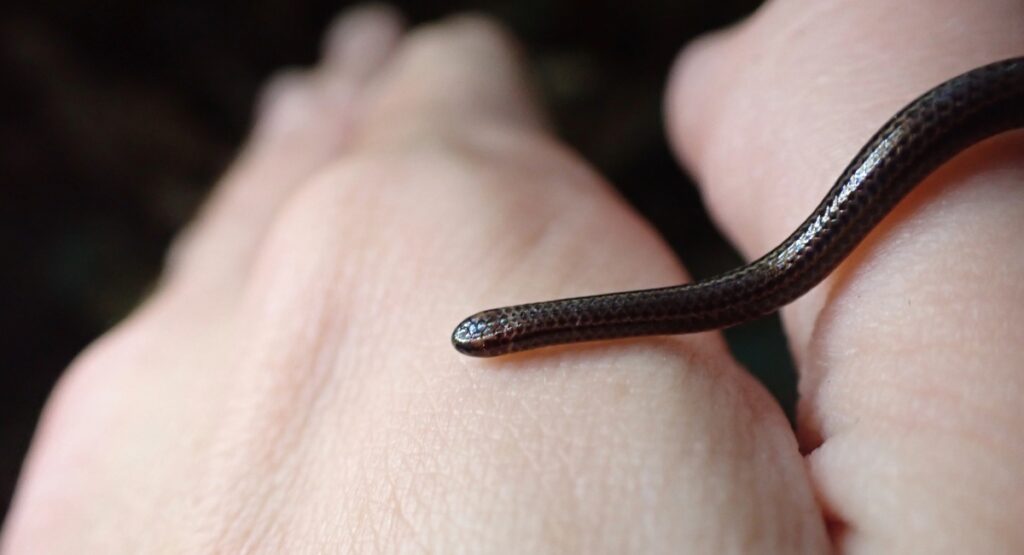 Barbados threadsnake, world's smallest snake species, on human finger showing tiny size after rediscovery in 2025 by Connor Blades in Barbados forest
