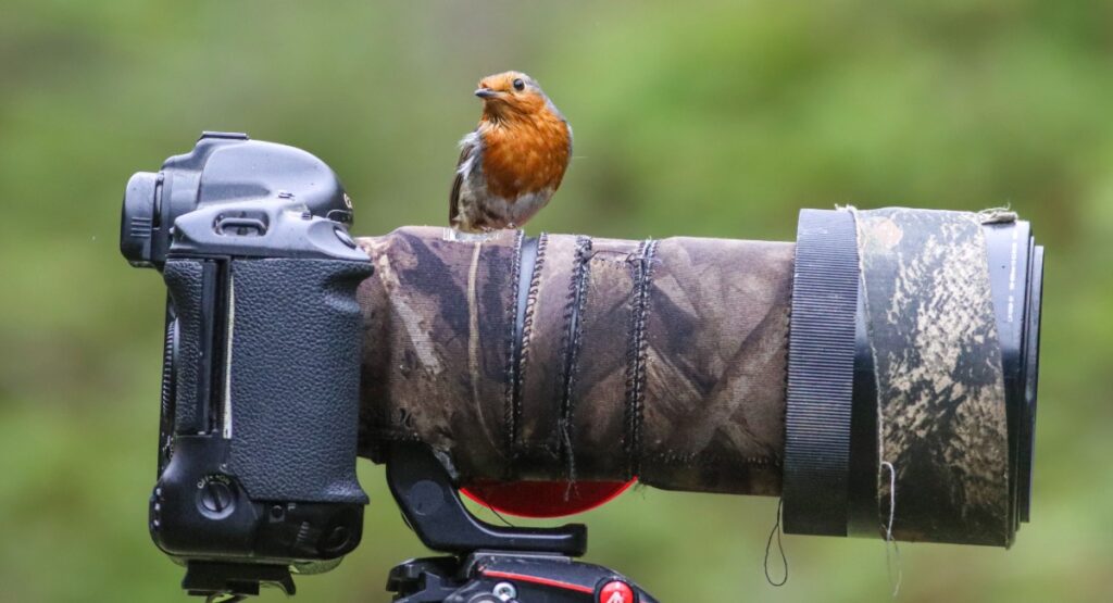 American robin perched on wildlife photography camera with telephoto lens for RV road trip wildlife viewing adventures