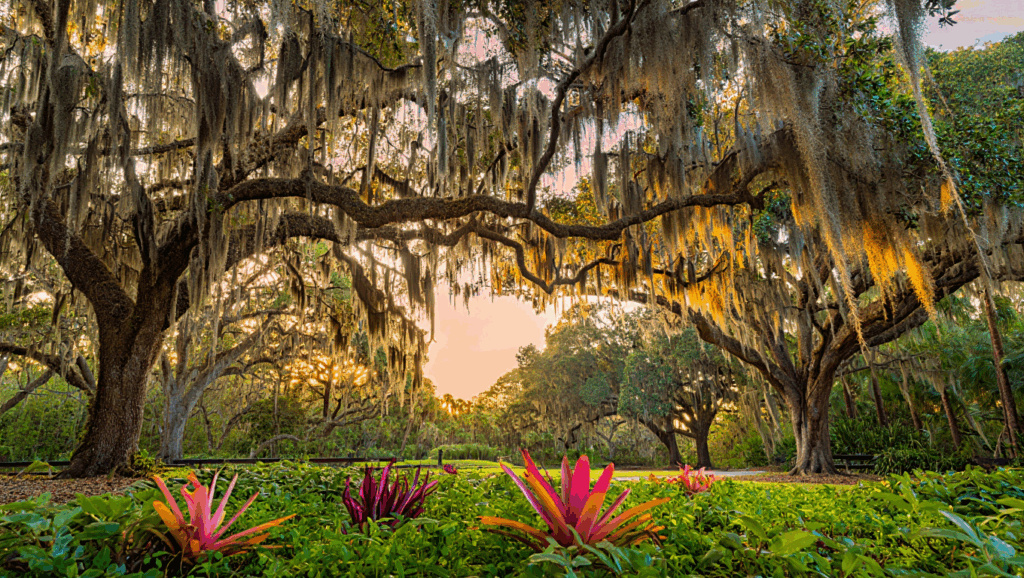 Image of nature in South Florida