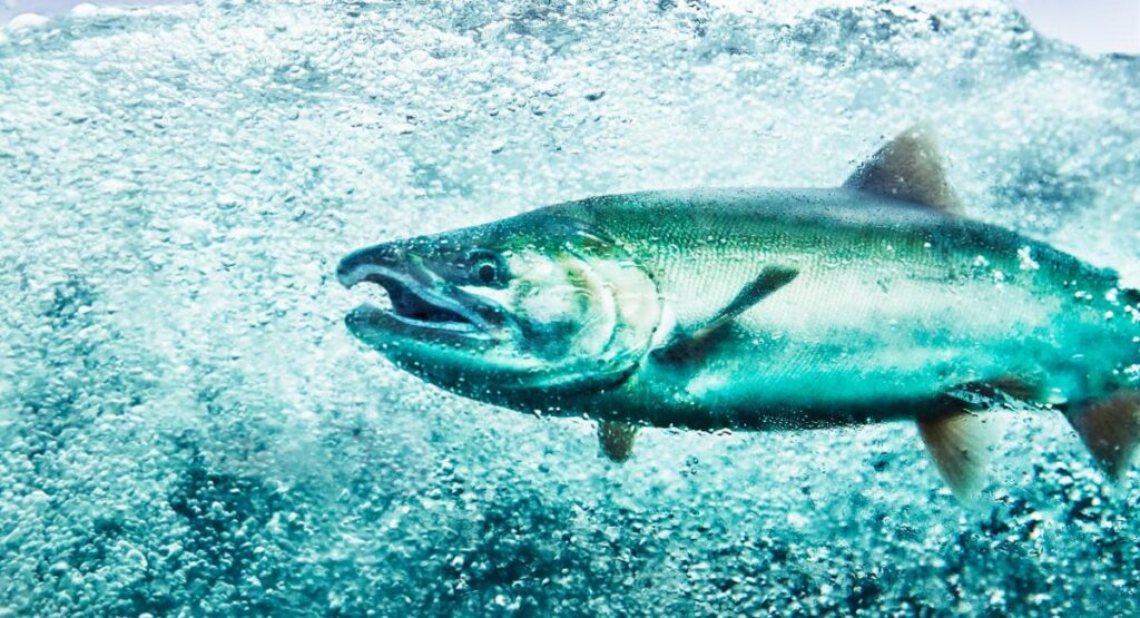 Underwater view of a wild salmon swimming upstream in clear, fast-moving water, representing sustainable salmon fishing and healthy river ecosystems.