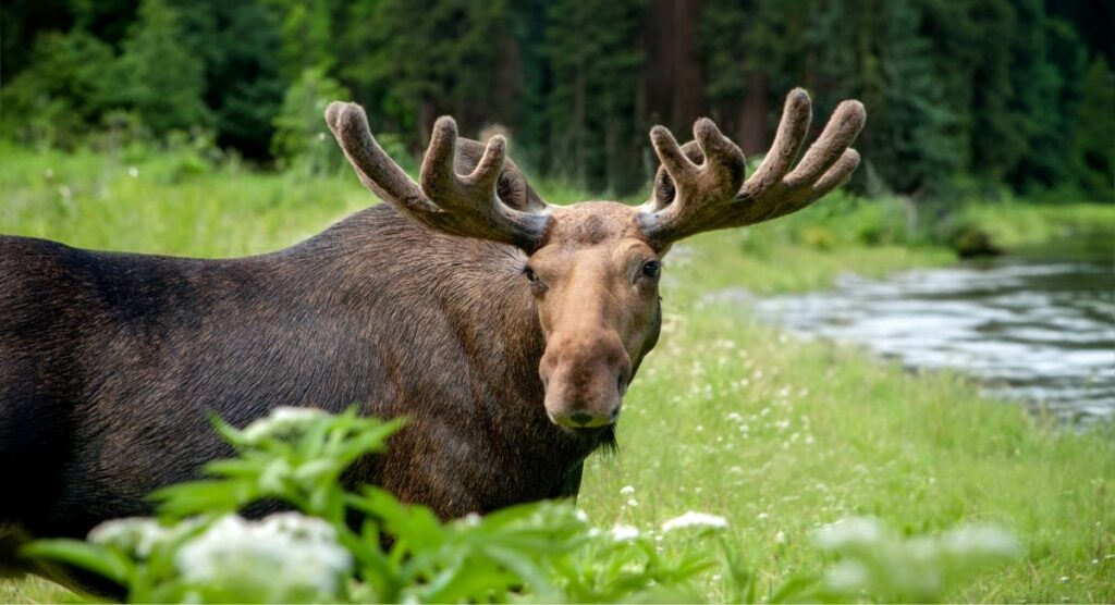 Bull moose standing near wetland pond in Algonquin Park along Highway 60 during early morning wildlife viewing
