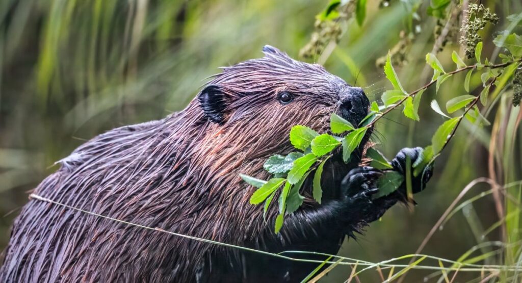 Beaver feeding on vegetation in wetland habitat in Algonquin Provincial Park ecosystem engineer species in Ontario
