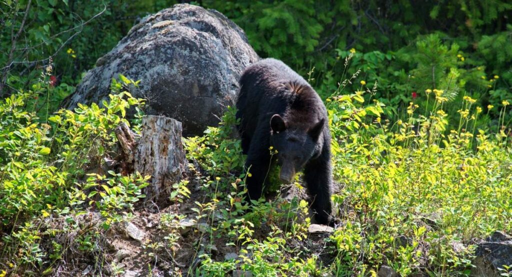 Black bear walking through forest edge in Algonquin Park demonstrating safe wildlife viewing distance and natural habitat